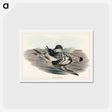 アートポストカード-Cape Petrel
 - ジョン グールド Postcard.