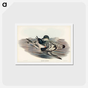 アートポストカード-Cape Petrel
 - ジョン グールド Postcard.