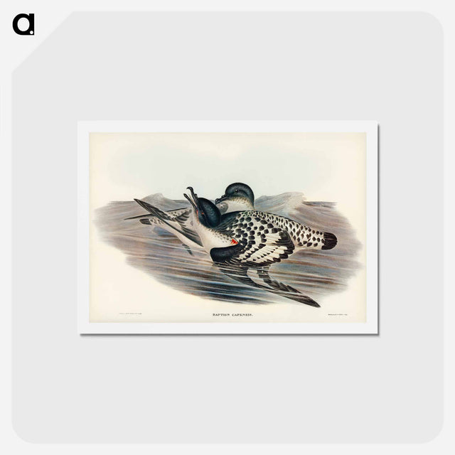 アートポストカード-Cape Petrel
 - ジョン グールド Postcard.