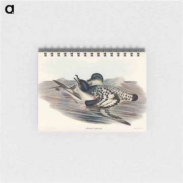 Cape Petrel
 - ジョン グールド Memo.