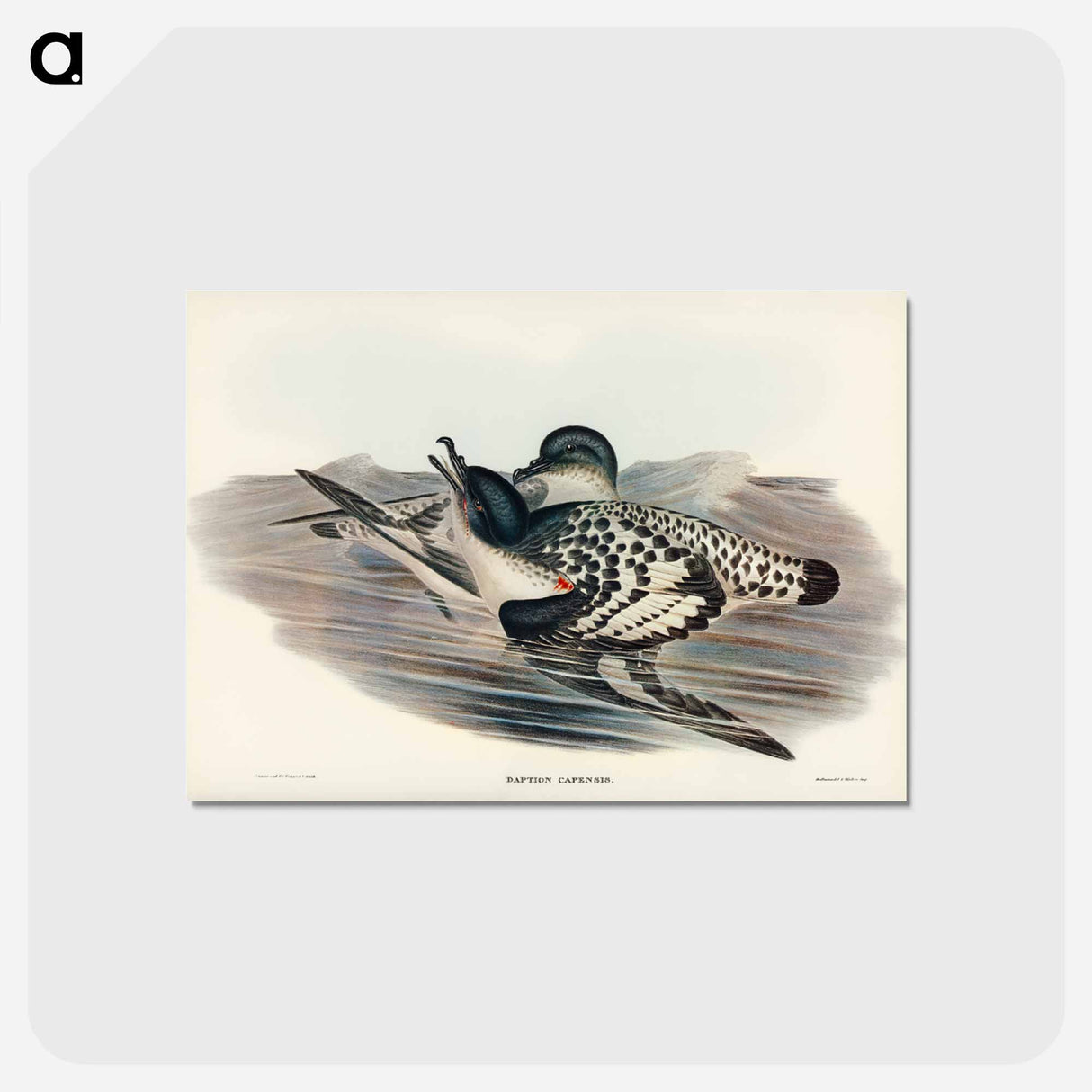 アートポストカード-Cape Petrel
 - ジョン グールド Postcard.