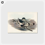 アートポストカード-Cape Petrel
 - ジョン グールド Postcard.