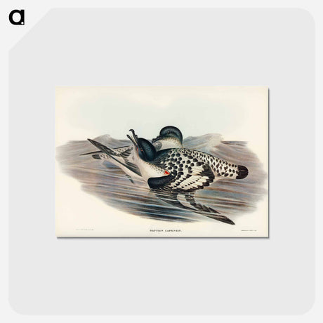 アートポストカード-Cape Petrel
 - ジョン グールド Postcard.