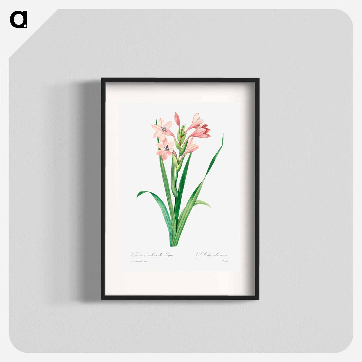 Sword lily - Pierre Joseph Redouté Poster.