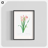 Sword lily - Pierre Joseph Redouté Poster.