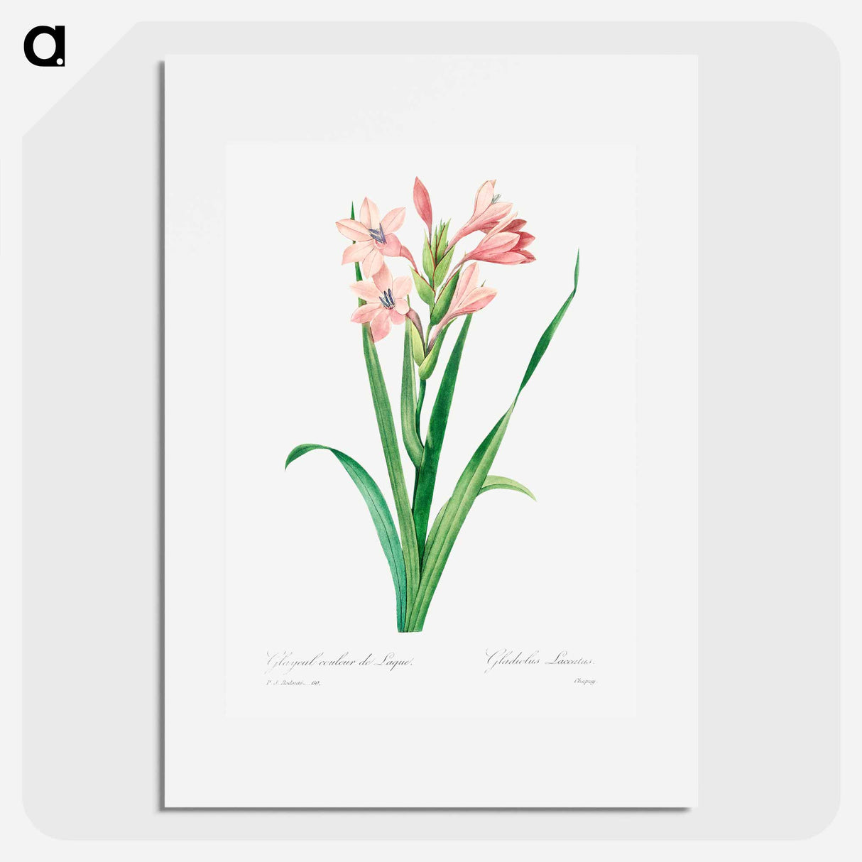 Sword lily - Pierre Joseph Redouté Poster.