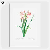 Sword lily - Pierre Joseph Redouté Poster.