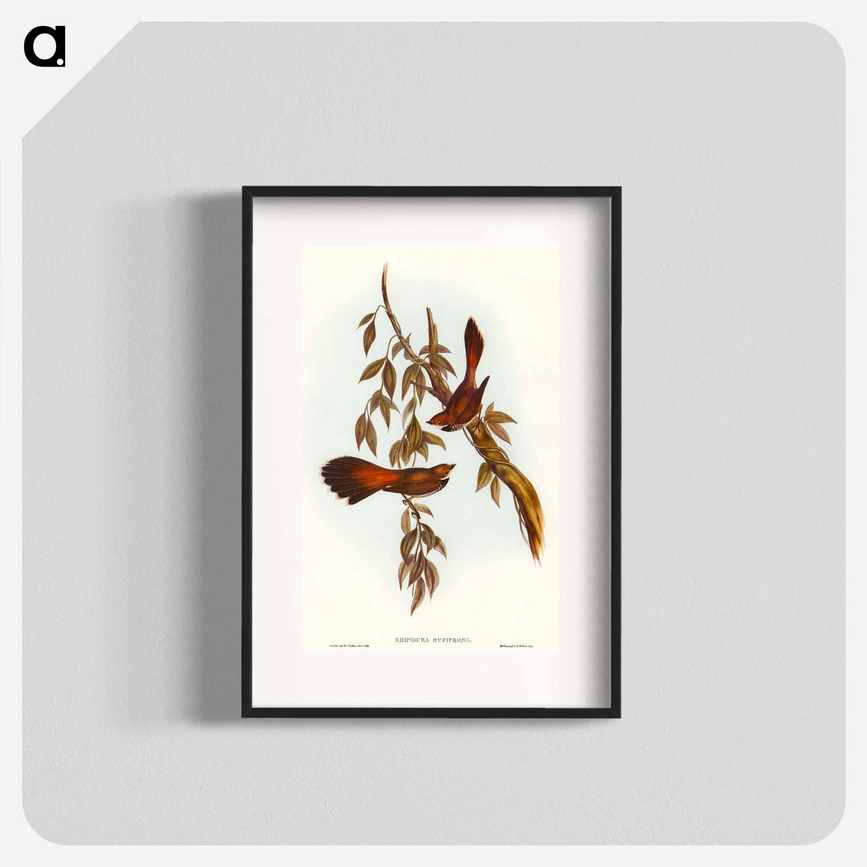 Rufous-fronted Fantail
 - オーストラリアの鳥 Poster.