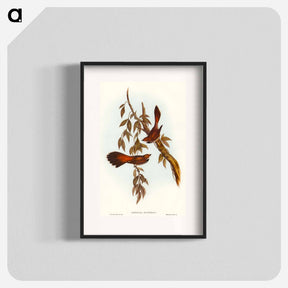 アートポスター-Rufous-fronted Fantail
 - オーストラリアの鳥 Poster.
