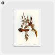 アートポストカード-Rufous-fronted Fantail
 - オーストラリアの鳥 Postcard.