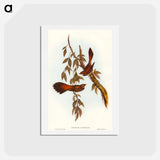 アートポストカード-Rufous-fronted Fantail
 - オーストラリアの鳥 Postcard.