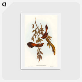 アートポストカード-Rufous-fronted Fantail
 - オーストラリアの鳥 Postcard.