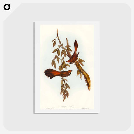 アートポストカード-Rufous-fronted Fantail
 - オーストラリアの鳥 Postcard.