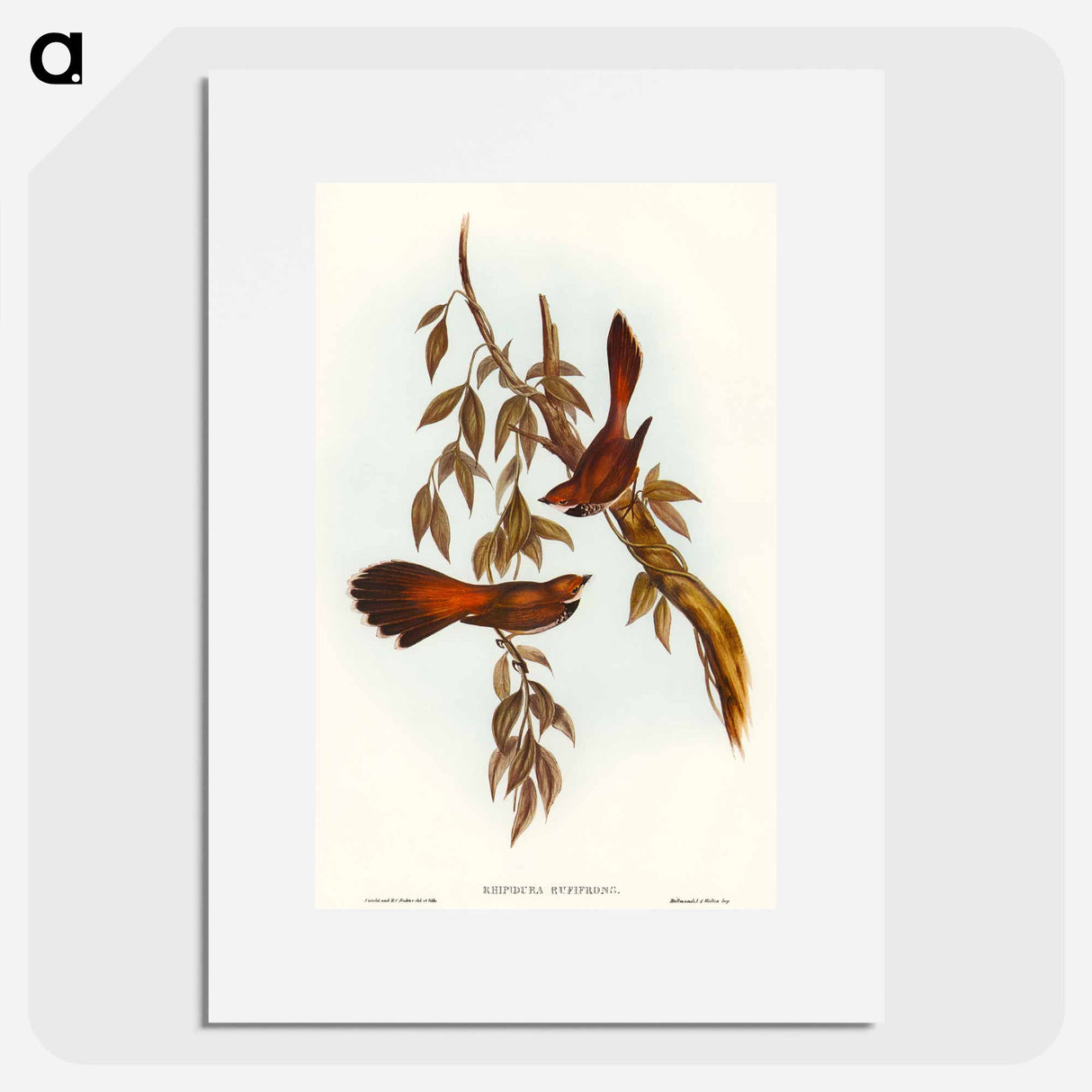 Rufous-fronted Fantail
 - オーストラリアの鳥 Poster.