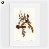 Rufous-fronted Fantail
 - オーストラリアの鳥 Poster.