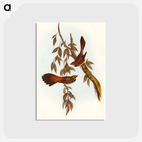 アートポストカード-Rufous-fronted Fantail
 - オーストラリアの鳥 Postcard.