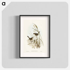 アートポスター-Striated Reed Lark
 - ジョン グールド Poster.