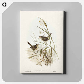 アートパネル-Striated Reed Lark
 - ジョン グールド Canvas.