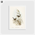 アートポストカード-Striated Reed Lark
 - ジョン グールド Postcard.