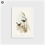 アートポストカード-Striated Reed Lark
 - ジョン グールド Postcard.