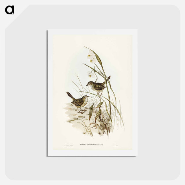 アートポストカード-Striated Reed Lark
 - ジョン グールド Postcard.
