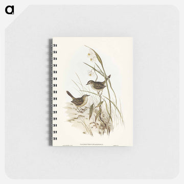 Striated Reed Lark
 - ジョン グールド Memo.