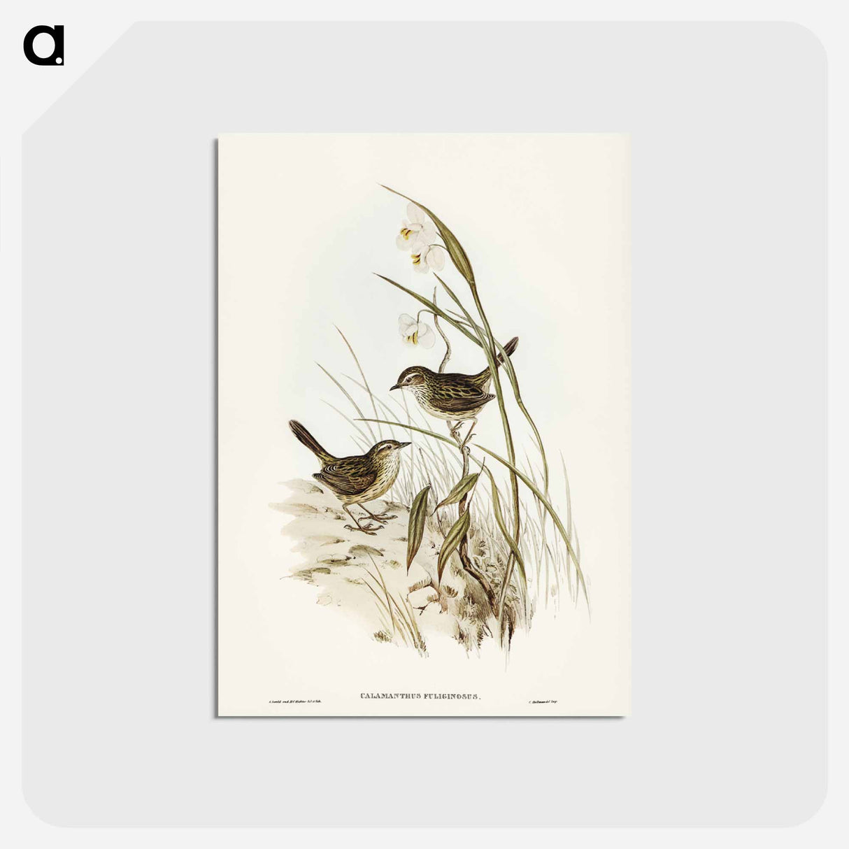 アートポストカード-Striated Reed Lark
 - ジョン グールド Postcard.