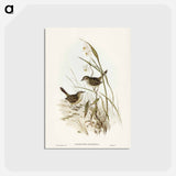 アートポストカード-Striated Reed Lark
 - ジョン グールド Postcard.