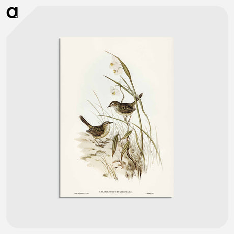 アートポストカード-Striated Reed Lark
 - ジョン グールド Postcard.
