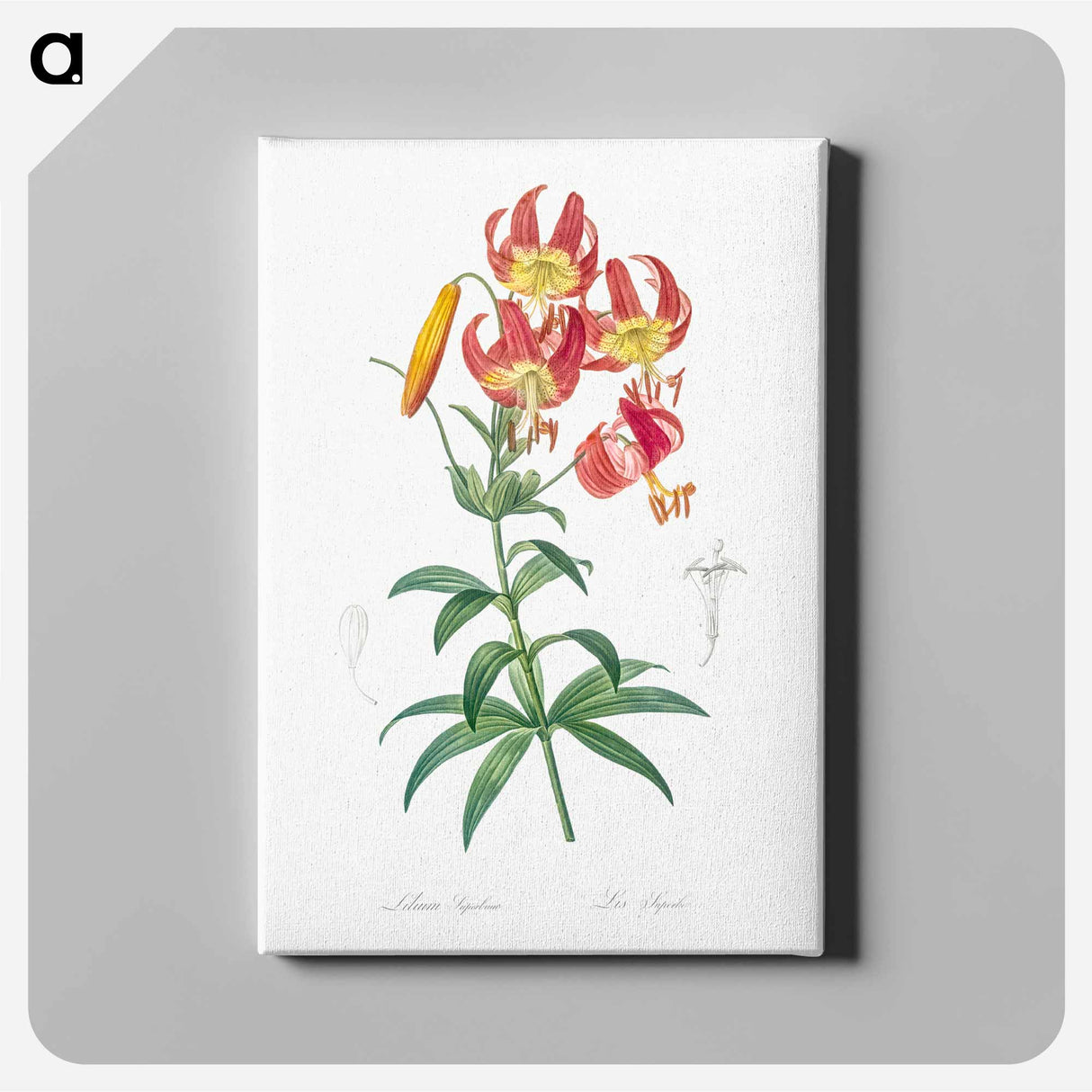 Turban lily illustration - ピエール ジョゼフ ルドゥーテ Canvas.