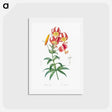 アートポストカード-Turban lily illustration - ピエール ジョゼフ ルドゥーテ Postcard.