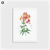 アートポストカード-Turban lily illustration - ピエール ジョゼフ ルドゥーテ Postcard.
