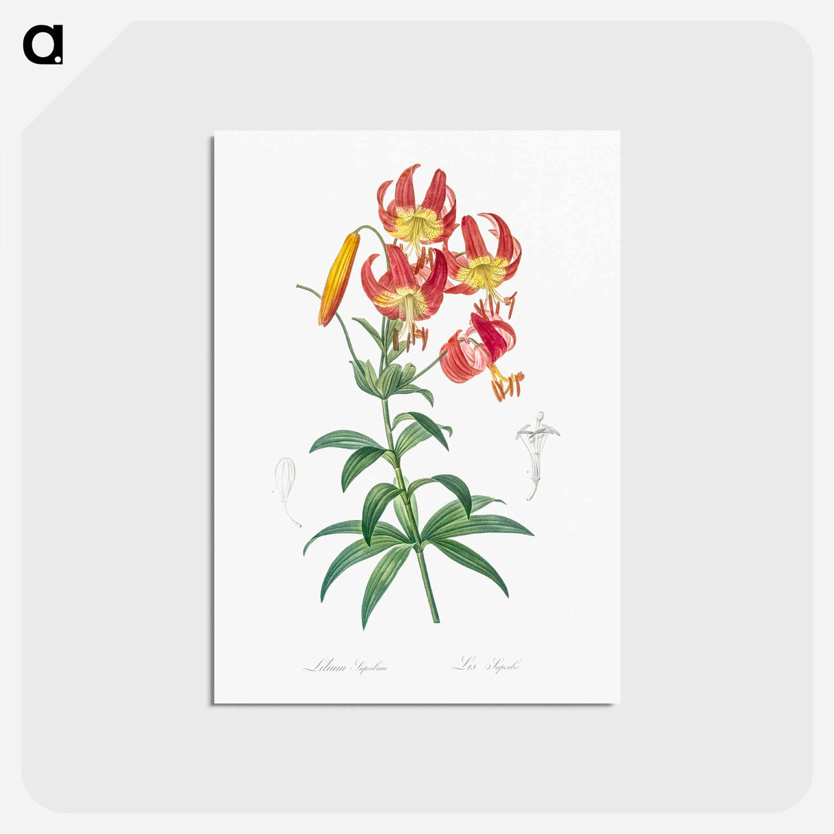 アートポストカード-Turban lily illustration - ピエール ジョゼフ ルドゥーテ Postcard.