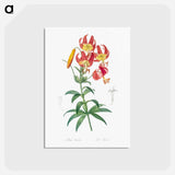 アートポストカード-Turban lily illustration - ピエール ジョゼフ ルドゥーテ Postcard.