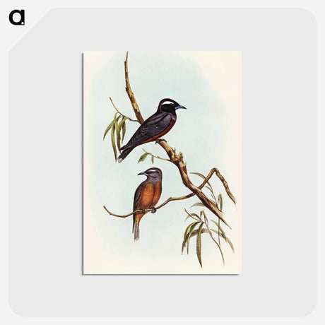 アートポストカード-White-eyebrowed Wood Swallow
 - オーストラリアの鳥 Postcard.