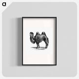 アートポスター-Camel Engraving
 - 大英図書館 Poster.