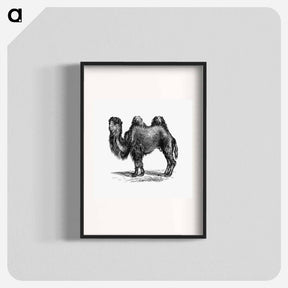 アートポスター-Camel Engraving
 - 大英図書館 Poster.