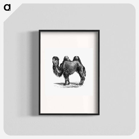 アートポスター-Camel Engraving
 - 大英図書館 Poster.