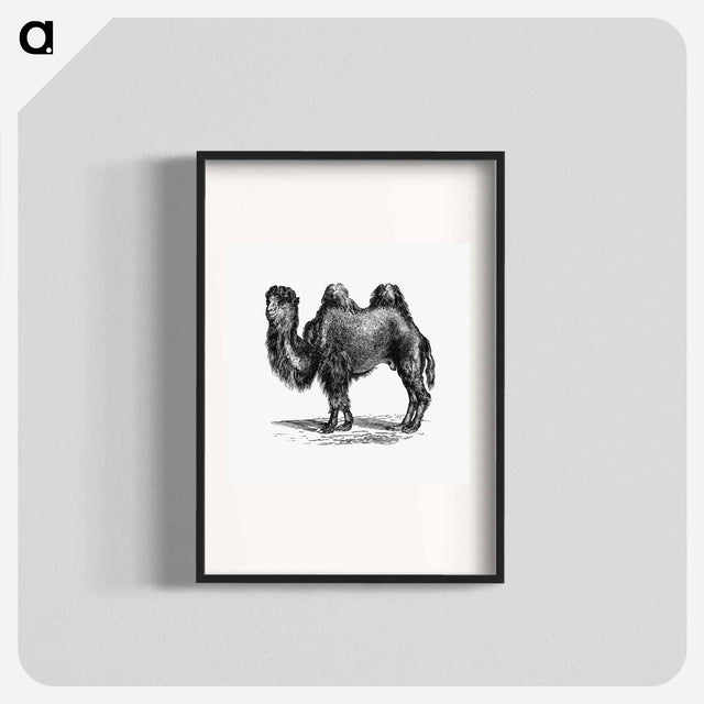 アートポスター-Camel Engraving
 - 大英図書館 Poster.