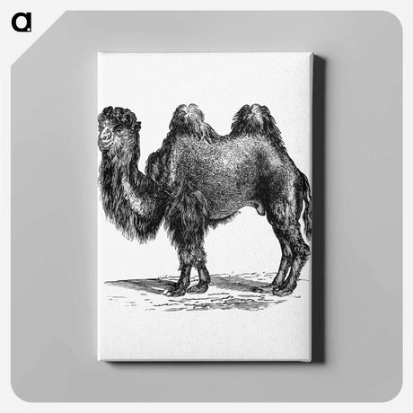 アートパネル-Camel Engraving
 - 大英図書館 Canvas.