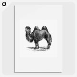 アートポスター-Camel Engraving
 - 大英図書館 Poster.