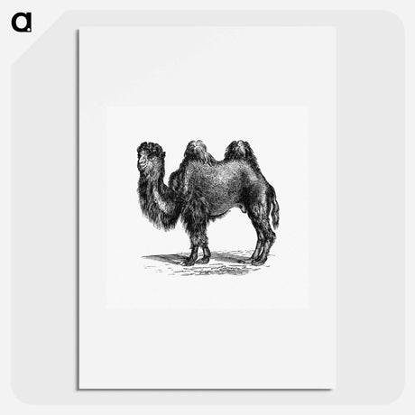 アートポスター-Camel Engraving
 - 大英図書館 Poster.
