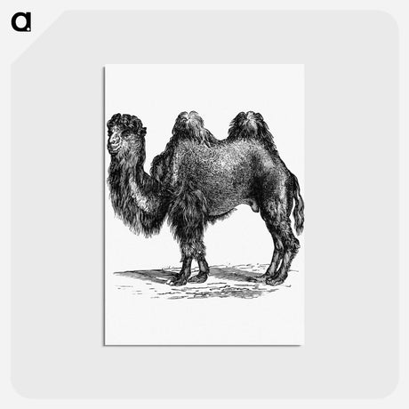 アートポストカード-Camel Engraving
 - 大英図書館 Postcard.