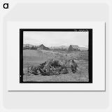 Stump pile, ready to burn, house, barn, and farm buildings on Unruf farm - Dorothea Lange Poster.