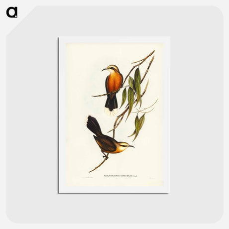 アートポストカード-Red-breasted Pomatorhinus
 - ジョン グールド Postcard.