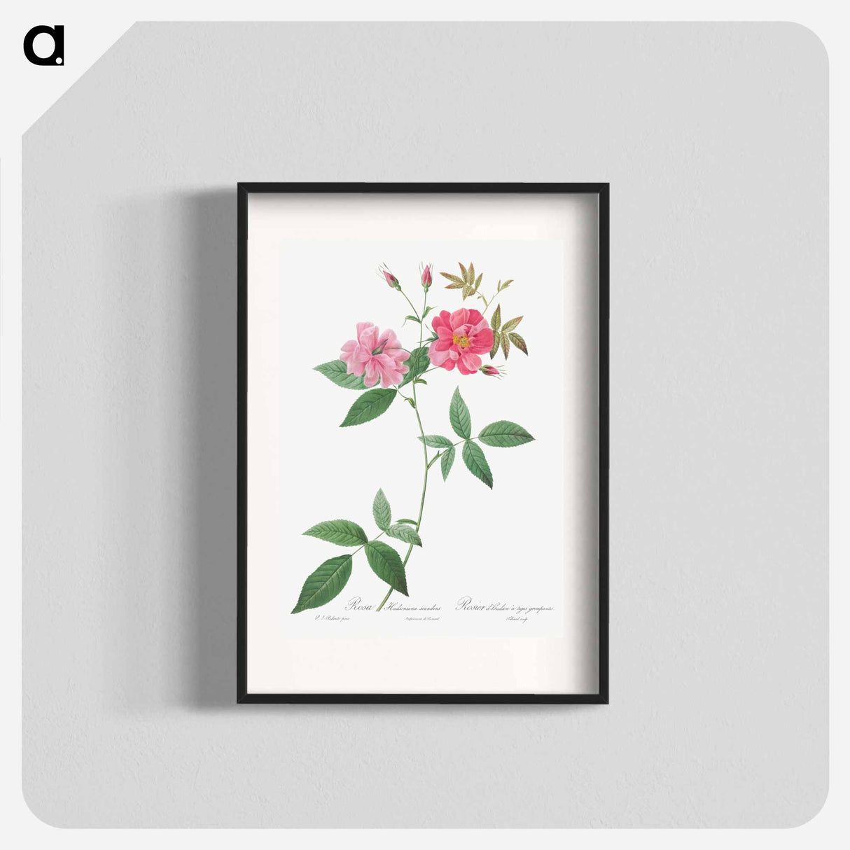 Hudson Rosehip with Climbing Stems, Rosa Hudsoniana Scandens - ピエール ジョゼフ ルドゥーテ Poster.