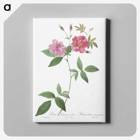 6-56_Pierre-Joseph-Redoute_canvas