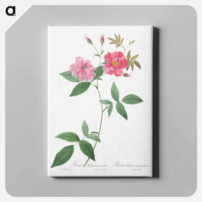 アートパネル-Hudson Rosehip with Climbing Stems, Rosa Hudsoniana Scandens - ピエール ジョゼフ ルドゥーテ Canvas.