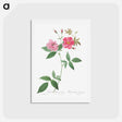 アートポストカード-Hudson Rosehip with Climbing Stems, Rosa Hudsoniana Scandens - ピエール ジョゼフ ルドゥーテ Postcard.
