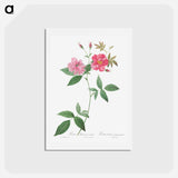 アートポストカード-Hudson Rosehip with Climbing Stems, Rosa Hudsoniana Scandens - ピエール ジョゼフ ルドゥーテ Postcard.